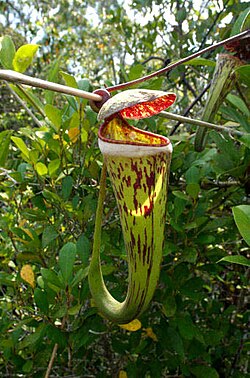 Nepenthes × cincta, un híbrido natural