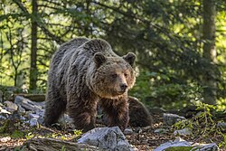Hembra adulta de oso pardo euroasiático en Eslovenia