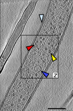 Tubo polar extendido en corte longitudinal mediante tomografía crioelectrónica