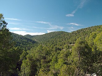 Paisaje de bosque mediterráneo con vegetación arbórea y arbustiva