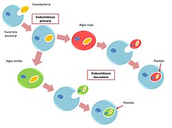 Esquema ilustrativo del origen endosimbionte de las células eucariotas