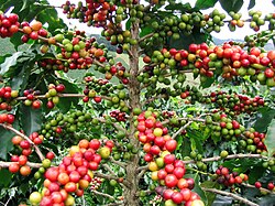 Plantaciones cafetaleras en las regiones montañosas del norte