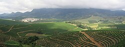 Cultivo de café en São João do Manhuaçu