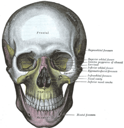 Cráneo humano visto desde su perspectiva frontal