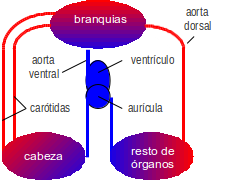 Esquema del aparato circulatorio de un pez