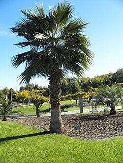 Washingtonia filifera en su entorno natural.