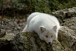 Zorro polar mostrando su pelaje denso adaptado al frío extremo