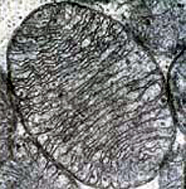 Micrografía de una mitocondria
