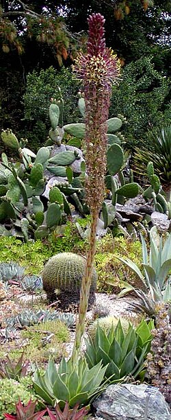Agave chiapensis en floración