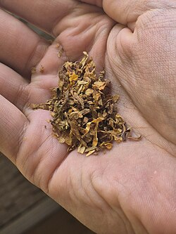 Planta de tabaco cultivada