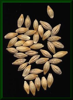 Grano de cebada