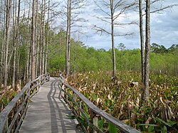 Parque nacional de los Everglades en Florida