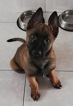 Cachorro de pastor belga malinois de tres meses