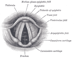 Ilustración anatómica de las cuerdas vocales