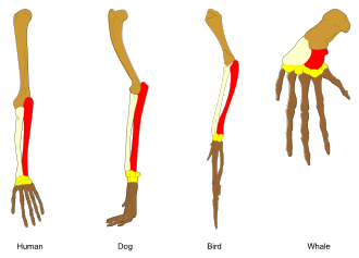 Esquema que muestra los huesos homólogos en la extremidad superior de diversos vertebrados.