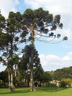 Araucaria angustifolia o pino Paraná