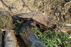 Tortuga marina rodeada de residuos plásticos en el agua