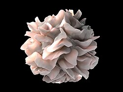 Reconstrucción 3D de una célula dendrítica