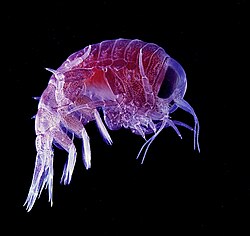 Hyperia macrocephala