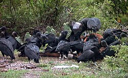 Bandada de buitres negros reunidos sobre el cadáver de un caballo