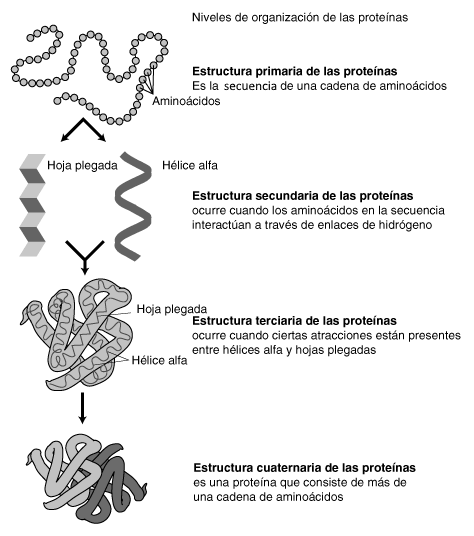 Esquema de la jerarquía estructural de las proteínas