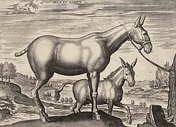 Grabado histórico de una mula y un asno realizado en 1578
