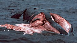 Fotografía de una ballena franca atlántica con lesiones por colisión.