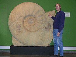 Ammonites extinto