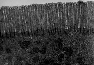 Micrografía de microscopio electrónico de transmisión que muestra microvellosidades en el polo apical del enterocito.