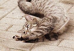 Gato estirándose en el suelo