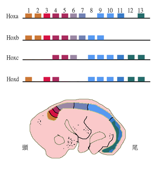 Patrón de expresión de los genes HOX en el eje anteroposterior de un ratón.