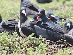 Aves marinas y fauna silvestre en la Isla Baker