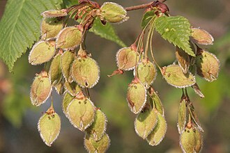 Infrutescencia de Ulmus laevis