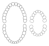 Dentición permanente y decidua en humanos