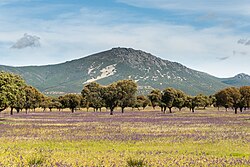 Paisaje de los Montes de Toledo