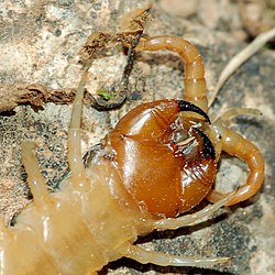 Forcípulas de Scolopendra cingulata