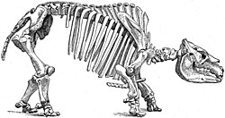 Esqueleto montado de un Toxodon