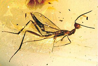 Fósil de un insecto conservado en ámbar