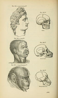 Ilustración pseudocientífica de razas