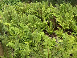 Ejemplar de Polystichum setiferum, un tipo de helecho.