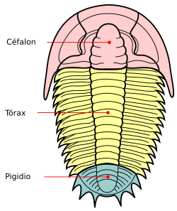 Esquema de los tagmas corporales de un trilobite