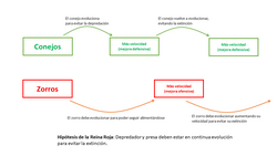 Esquema de la relación depredador-presa entre zorros y conejos