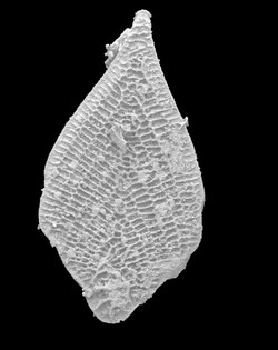 Neoflabellina reticulata procedente de depósitos del Maastrichtiense.