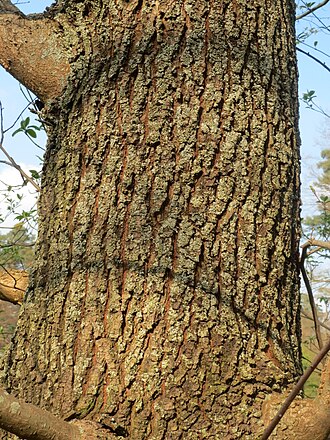 Corteza de Ulmus minor