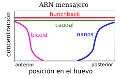 Diagrama de las etapas del desarrollo embrionario