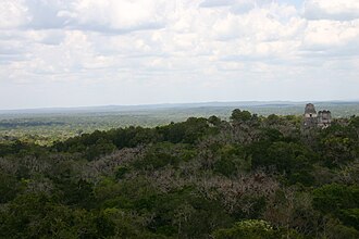 Bosque tropical en Tikal, Guatemala