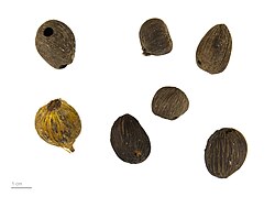 Ilustración de la variedad Elaeis guineensis idolatrica
