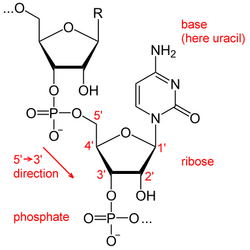 Estructura química detallada del ARN