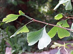 Rama de Ginkgo biloba