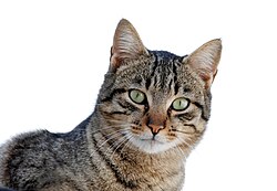 Gato doméstico Felis silvestris catus